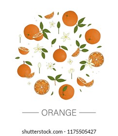 Vector  colored set of oranges framed in circle isolated on white background . Colorful collection of citrus fruit, leaves, flowers, twigs. Fresh food illustration