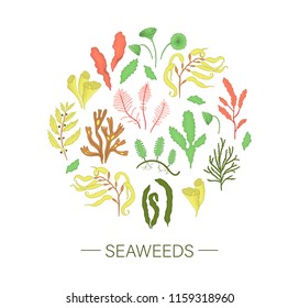 Vector  colored set of seaweeds framed in circle isolated on white background . Colorful collection of laminaria, focus, macrocystis,sargassum, padina, dasya, porphyra, phyllophora, cladophora, ulva,