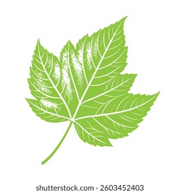 Vector colored silhouette of a leaf plant isolated on a white background for a nature themed design. 