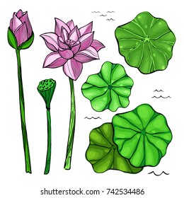Vector colored sketch set of flowers and leaves of the lotus. Bud and seeds. Aquatic plants.