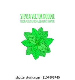 Vector Colored Stevia Icon Isolated on White Background, Label Logo Template.