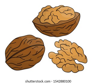 Vector colored walnut icon. Set of isolated monochrome nuts. Food line drawing illustration in cartoon or doodle style isolated on white background