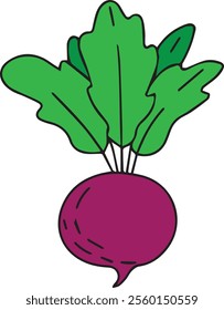 vector colorful beet vegetable illustration