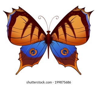 vector colorful butterfly