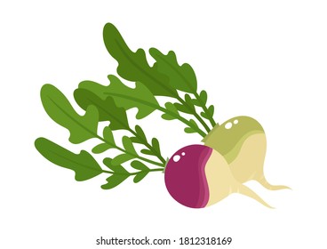 Vector colorful composition of rutabaga vegetable isolated on white. Root veggies plant with red skin, cartoon vegetables used forfarm market label, website, brochure, tag