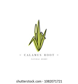 Vector colorful design template logo and emblem healthy herb- calamus root. Logo in trendy linear style isolated on white background