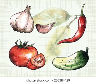 Vector colorful drawing of garlic, chili pepper, tomato, cucumber and lettuce which located on watercolor background