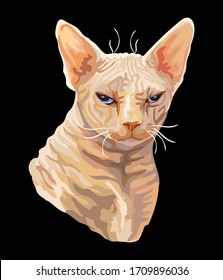 Vector colorful drawing portrait of angry sphinx cat isolated on black background. Colorful realistic portrait of cat. Vector illustration of naked cat. Image for design, cards. Stock  illustration