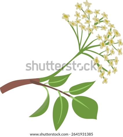 Vector colorful hand drawn flat illustration of elderberry branch with leaves and blossom. Isolated on white background.
