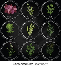 Vector colorful herbs on the surface of the slate with frames painted with chalk. Dark herbs set. Vector illustration 