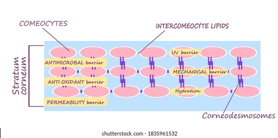 Vector Colorful Horizontal Scheme Of Dermatological Skin Structure. Cellular Building In Epidermis Info Graphic.  Lipid Layer, Antimicrobial Permeability Antioxidant Skin Barrier Function. Scientific.