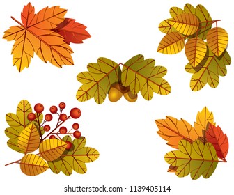 Vector colorful illustration of autumnal tree leaves. Template of autumn nature elements for banners, greetings cards and advertising sales. Acorns, rowan, maple and oak leaves