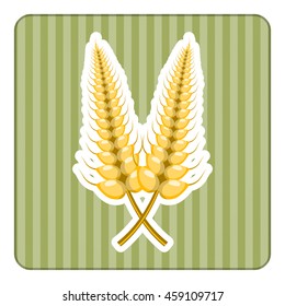Vector colorful illustration of barley