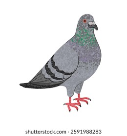 Vector Colorful Illustration of Bird Pigeon Isolated on White Background