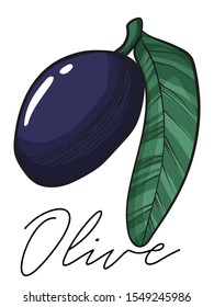 Vector colorful illustration of black olive on branch with leaves. Isolated stock art on white background. Hand drawn engraving sketch of olive tree elements.
