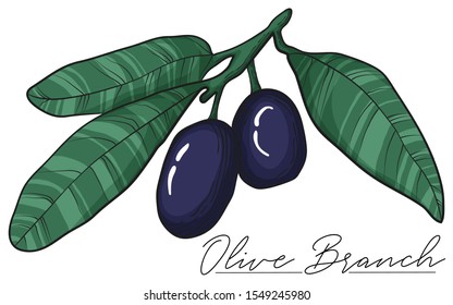 Vector colorful illustration of black olives on branch with leaves. Isolated stock art on white background. Hand drawn engraving sketch of olive tree elements.