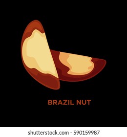 Vector colorful illustration of brazil nut. Isolated