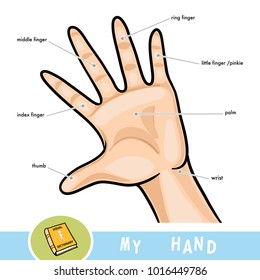 Vektorillustration bunter Illustration für Kinder. Gebräuchliche Namen für die Finger der Hand. Cartoon-Bild über den menschlichen Körperteil