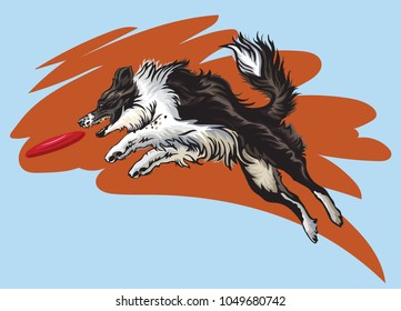 Vector colorful illustration with dog (border collie) isolated on blue and red background. Fluffy black and white dog in profile view jumping and catching red plastic disc