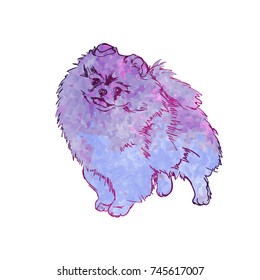 Vector colorful illustration of dog breed Pomeranian Spitz, isolated on white background, animal, art, artwork, breed. Blue dog
