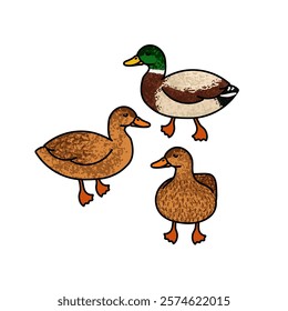 Vector Colorful Illustration of Flock of Ducks Isolated on White Background