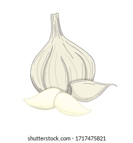 Vector colorful illustration of garlic head and cloves isolated on white background