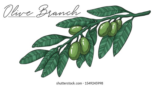 Vector colorful illustration of green olives on branch with leaves. Isolated stock art on white background element. Hand drawn engraving sketch. Healthy food linocut art.