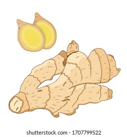Vector colorful illustration of hand drawn ginger`s root and slice isolated on white background. Design for spices and ginger`s products packaging
