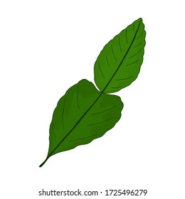 Vector Colorful Illustration Of Hand Drawn Kaffir Lime Leaf Isolated On White Background