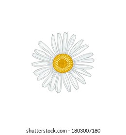 Ilustración vectorial colorida de la flor chamomile dibujada a mano aislada en fondo blanco