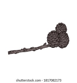 Vector colorful illustration of the hand drawn larch branch with cones isolated on white background