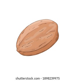 Ilustración de color vectorial de la nuez de pecan dibujada a mano aislada en fondo blanco. Diseño para el envasado de productos de frutos de cáscara