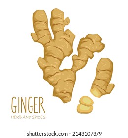 Vector colorful illustration of hand drawn ginger root and slice isolated on white background