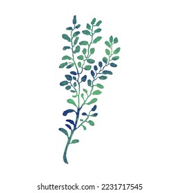 Vector Colorful Illustration of Herb Isolated on White Background