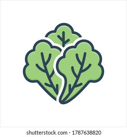 Vector colorful illustration icon for lettuce