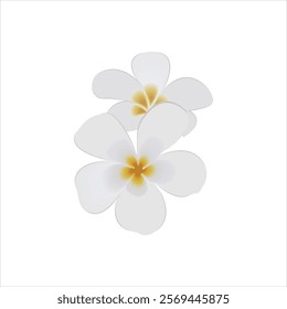 Vector colorful illustration icon for plumeria