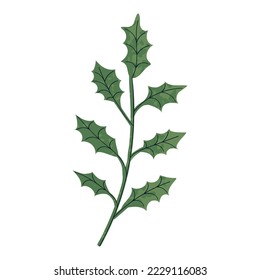 Vector Colorful Illustration of Ilex Leaf Isolated on White Background