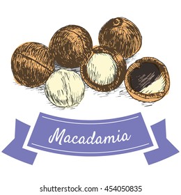 Vector colorful illustration of macadamia nuts. Illustrative sorts of nuts