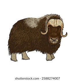 Vector Colorful Illustration of Musk Ox Isolated on White Background