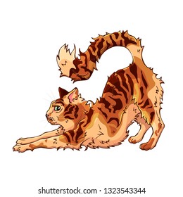 Vector colorful illustration on the pets theme: fluffy cat. Cartoon character. Domestic animal. Isolated objects for your design.