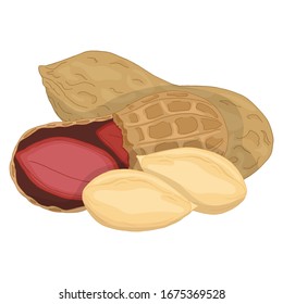 Vector colorful illustration of peanut in nutshell and peeled peanuts isolated on white background. Design for peanut butter or chocolate packing