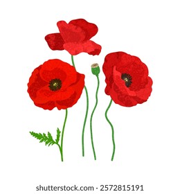 Vector Colorful Illustration of Red Poppies Flowers Isolated on White Background