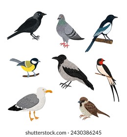 Vector Colorful Illustration Set of Different City Birds Isolated on White Background