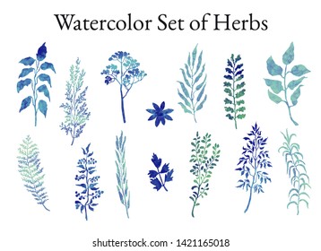 Vector colorful illustration set of herbs, plants and flowers. Hand drawn graphic sketches for you design