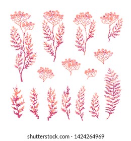 Vector colorful illustration set of herbs, plants and flowers. Hand drawn graphic sketches for you design