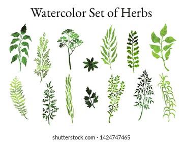 Vector colorful illustration set of herbs, plants and flowers. Hand drawn graphic sketches for you design