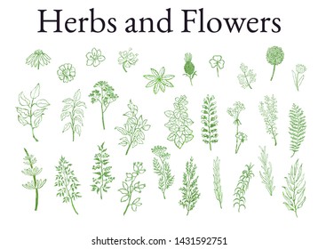 Vector colorful illustration set of herbs, plants and flowers. Hand drawn graphic sketches for you design