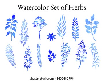 Vector colorful illustration set of herbs, plants and flowers. Hand drawn graphic sketches for you design