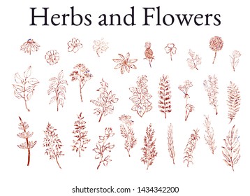 Vector colorful illustration set of herbs, plants and flowers. Hand drawn graphic sketches for you design