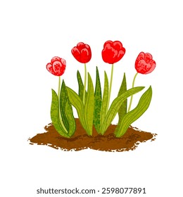 Vector Colorful Illustration of Tulips Grow Out of the Ground Isolated on White Background